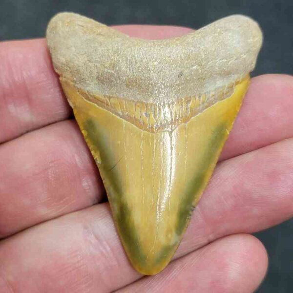 Bone Valley Megalodon Tooth- #126