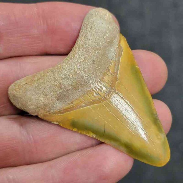 Bone Valley Megalodon Tooth- #126 - Image 2