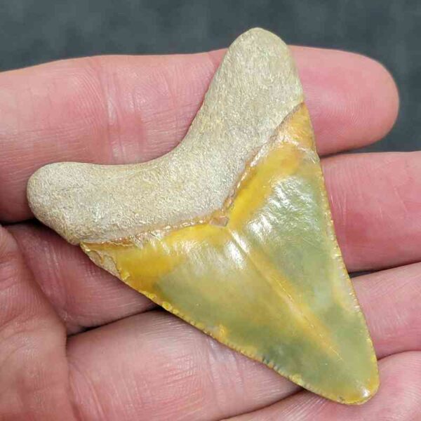 Bone Valley Megalodon Tooth- #126 - Image 3