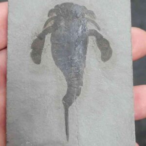 Fossil Eurypterid - 1