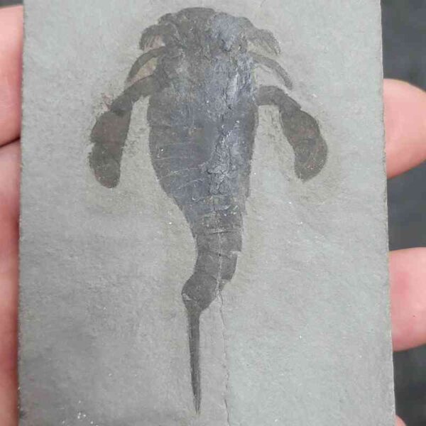 Fossil Eurypterid - 1
