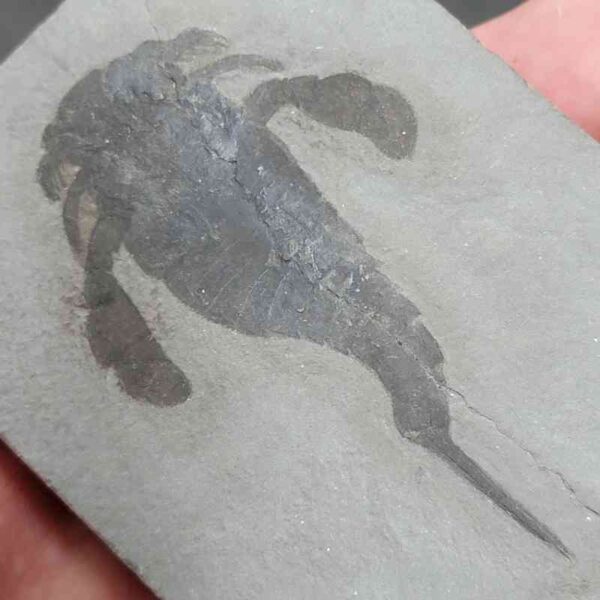 Fossil Eurypterid - 1 - Image 2