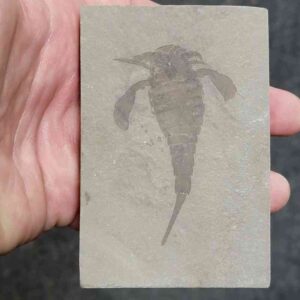 Fossil Eurypterid - 2
