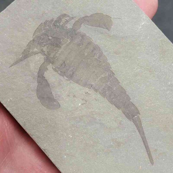 Fossil Eurypterid - 2 - Image 2