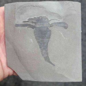 Fossil Eurypterid - 3