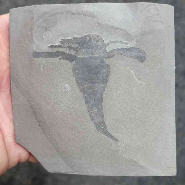 Fossil Eurypterid - 3