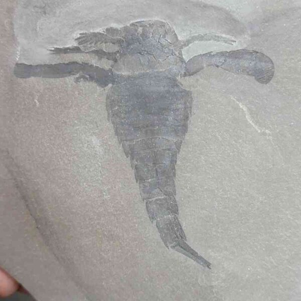 Fossil Eurypterid - 3 - Image 2