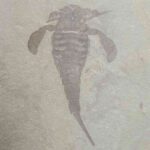 Fossil Eurypterid on a matrix