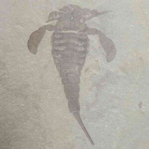 Fossil Eurypterid on a matrix