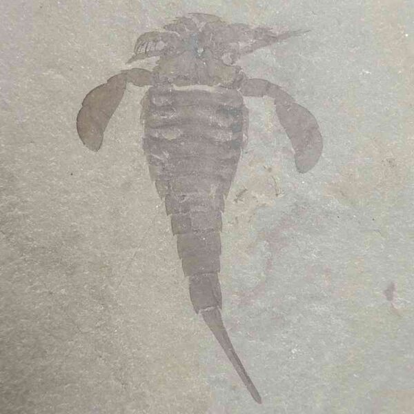 Fossil Eurypterid on a matrix