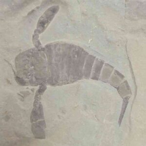 Fossil Eurypterid - 5