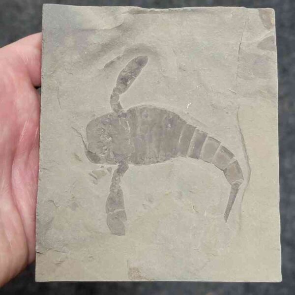Fossil Eurypterid - 5 - Image 2