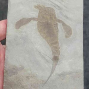 Fossil Eurypterid - 6