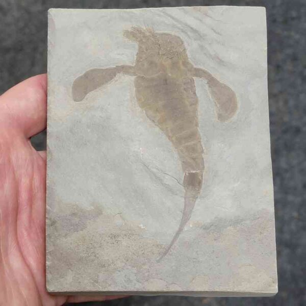 Fossil Eurypterid - 6 - Image 2