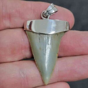 1 5/8" . 925 Sterling Silver Capped Extinct Great White Shark Teeth Necklace Pendant #1