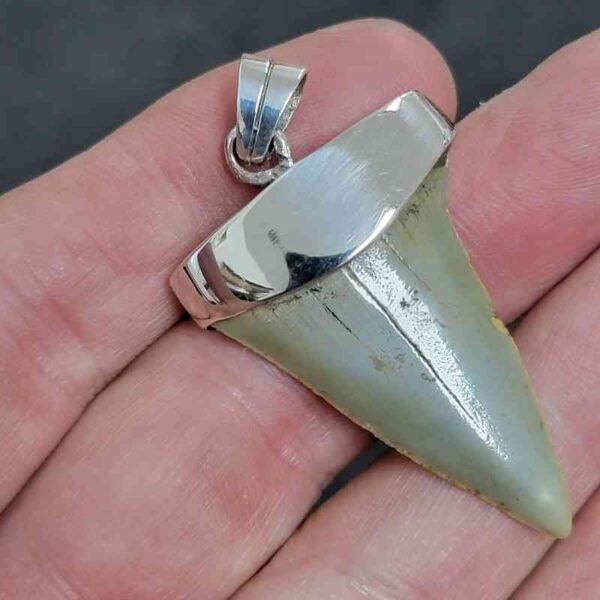 1 5/8" . 925 Sterling Silver Capped Extinct Great White Shark Teeth Necklace Pendant #1 - Image 2