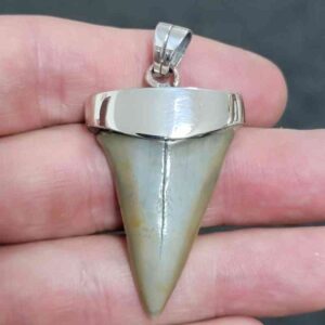 1 5/8" . 925 Sterling Silver Capped Extinct Great White Shark Teeth Pendant #2
