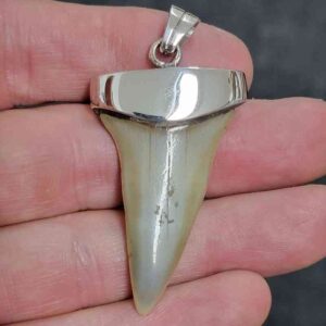 1 7/8" . 925 Sterling Silver Capped Extinct Great White Shark Teeth Pendant #3