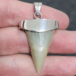1 1/2" . 925 Sterling Silver Capped Extinct Great White Shark Teeth Pendant #4