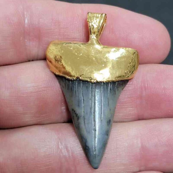 Gold Plated Extinct Great White Shark Tooth Necklace Pendant - #1
