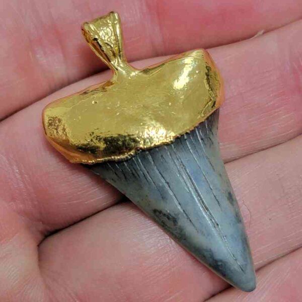 Gold Plated Extinct Great White Shark Tooth Necklace Pendant - #1 - Image 2