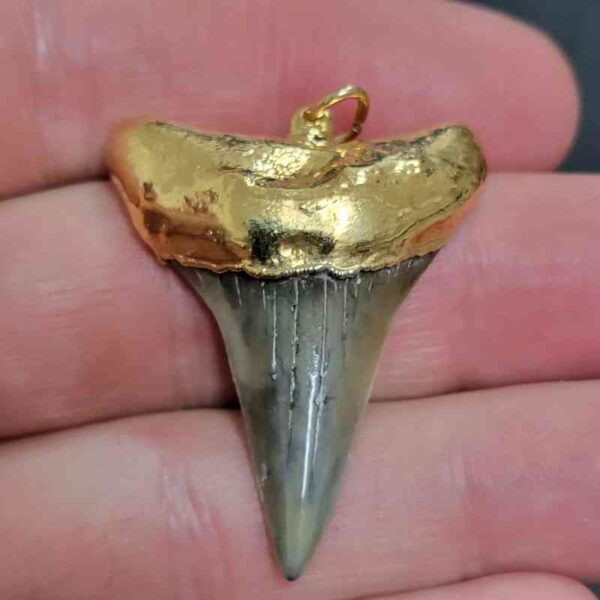 Gold Plated Extinct Great White Shark Tooth Necklace Pendant - #2