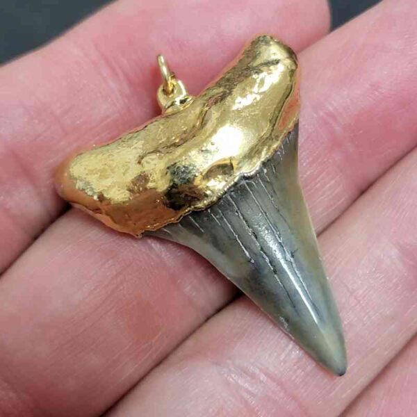 Gold Plated Extinct Great White Shark Tooth Necklace Pendant - #2 - Image 2