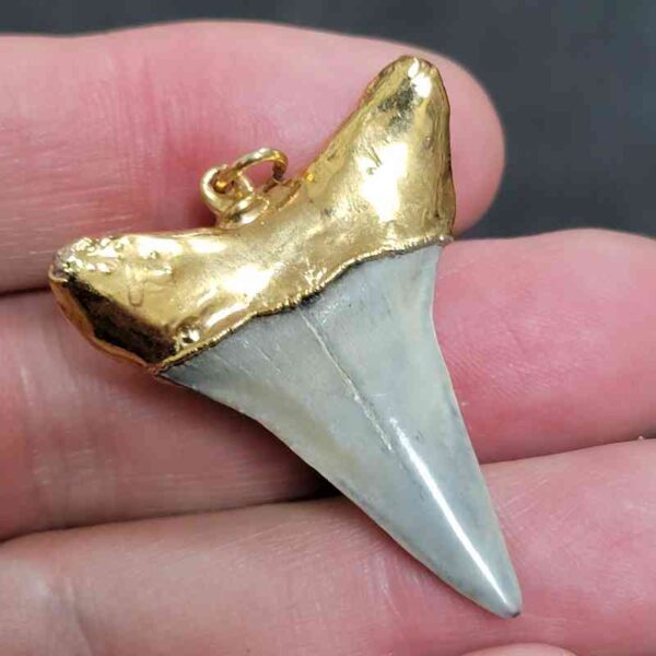 Gold Plated Extinct Great White Shark Tooth Necklace Pendant - #2 - Image 3