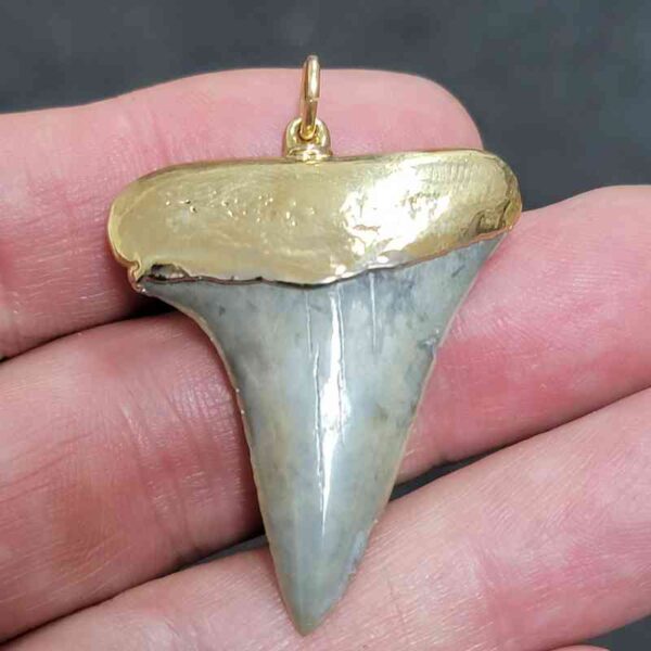 Gold Plated Extinct Great White Shark Tooth Necklace Pendant - #3
