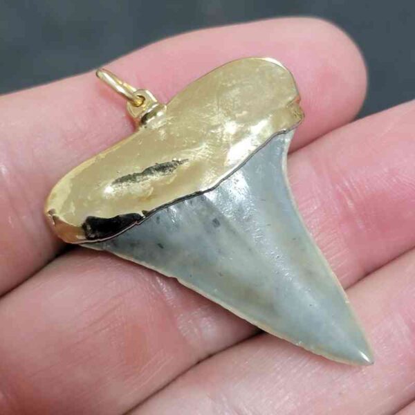 Gold Plated Extinct Great White Shark Tooth Necklace Pendant - #3 - Image 3