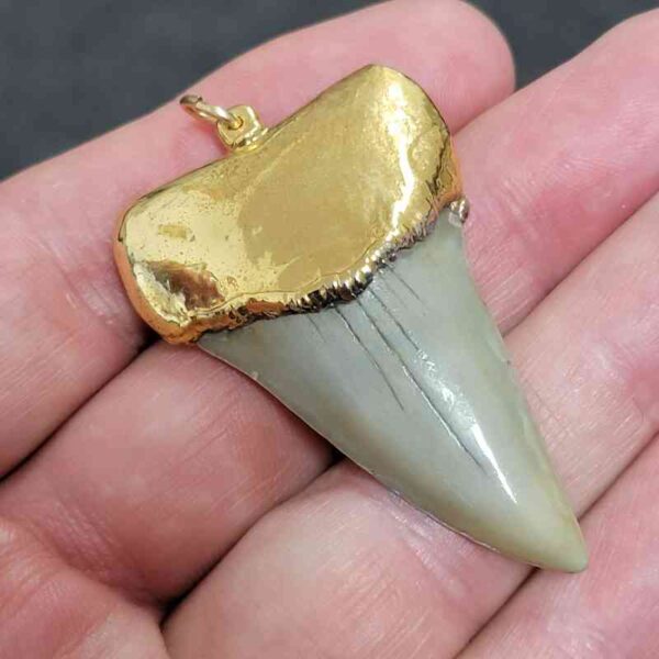 Gold Plated Extinct Great White Shark Tooth Necklace Pendant - #4 - Image 2