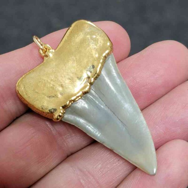 Gold Plated Extinct Great White Shark Tooth Necklace Pendant - #4 - Image 3