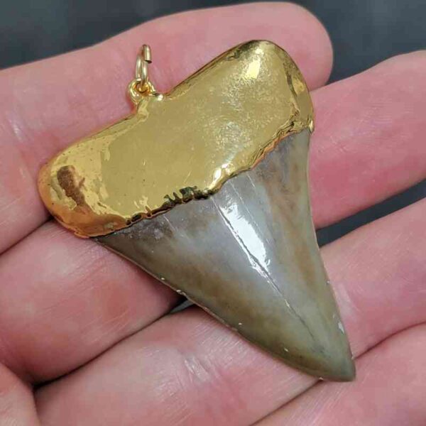 Gold Plated Extinct Great White Shark Tooth Necklace Pendant - #5 - Image 2