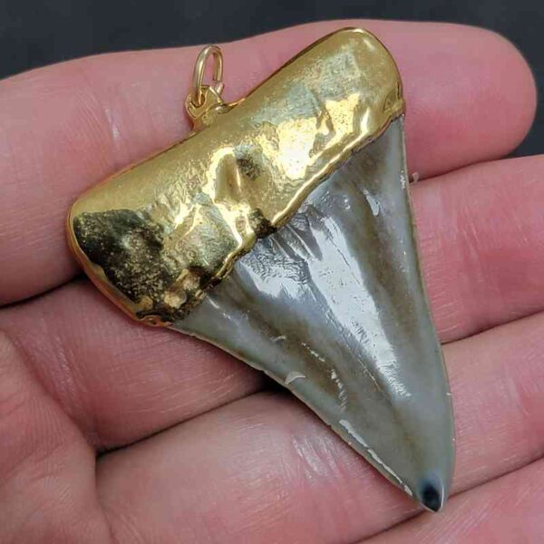 Gold Plated Extinct Great White Shark Tooth Necklace Pendant - #5 - Image 3