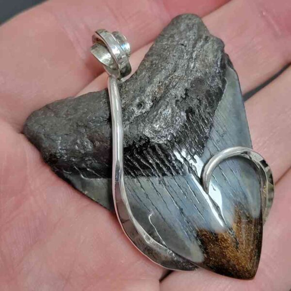 .925 Sterling Silver Hook Wrapped Megalodon Shark Tooth Necklace/Pendant - #11 - Image 2