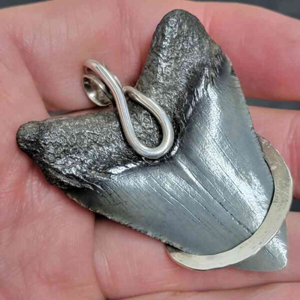 .925 Sterling Silver Hook Wrapped Megalodon Shark Tooth Necklace/Pendant - #11 - Image 3