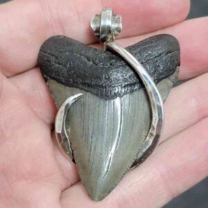 .925 Sterling Silver Hook Wrapped Megalodon Shark Tooth Necklace/Pendant - #12