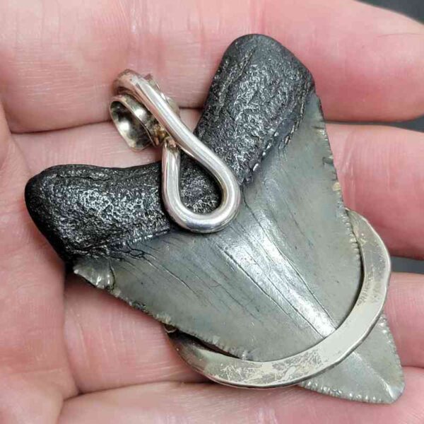 .925 Sterling Silver Hook Wrapped Megalodon Shark Tooth Necklace/Pendant - #12 - Image 3