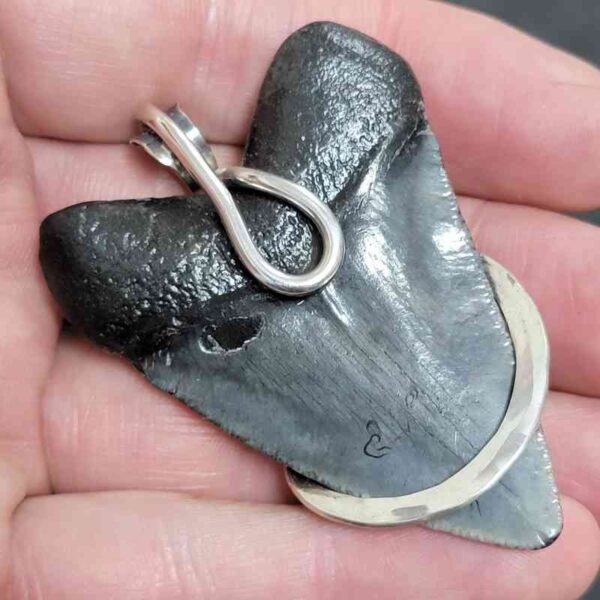 .925 Sterling Silver Hook Wrapped Megalodon Shark Tooth Necklace/Pendant - #14 - Image 3