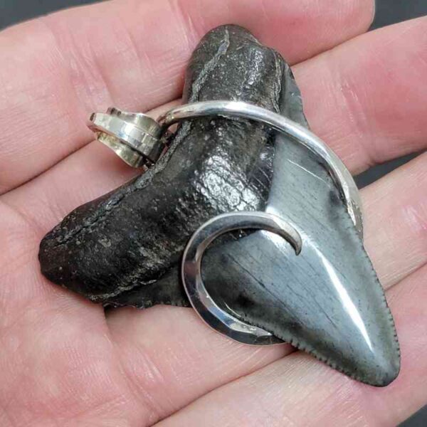 .925 Sterling Silver Hook Wrapped Megalodon Shark Tooth Necklace/Pendant - #16 - Image 2
