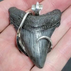 .925 Sterling Silver Hook Wrapped Megalodon Shark Tooth Necklace/Pendant - #17