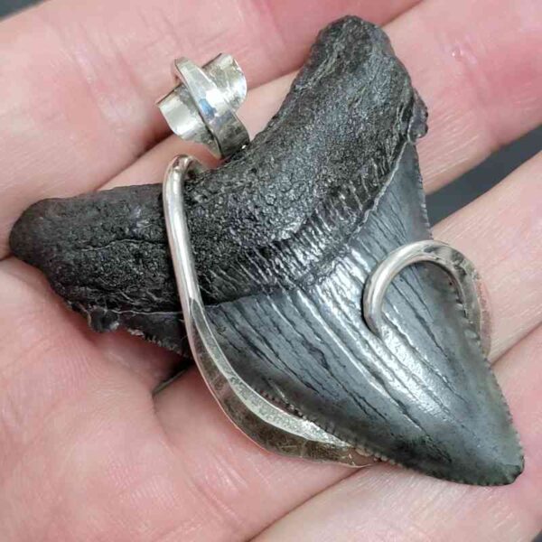 .925 Sterling Silver Hook Wrapped Megalodon Shark Tooth Necklace/Pendant - #17 - Image 2