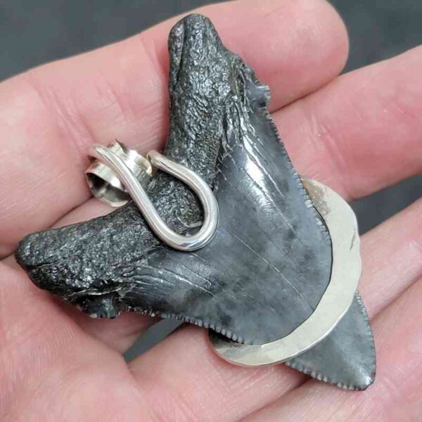 .925 Sterling Silver Hook Wrapped Megalodon Shark Tooth Necklace/Pendant - #17 - Image 3