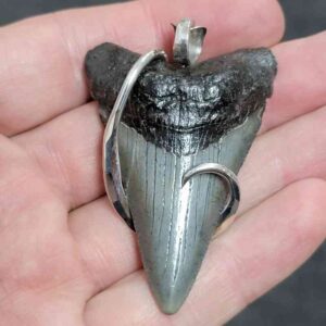 .925 Sterling Silver Hook Wrapped Megalodon Shark Tooth Necklace/Pendant - #18