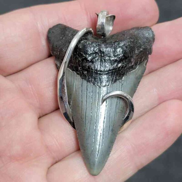 .925 Sterling Silver Hook Wrapped Megalodon Shark Tooth Necklace/Pendant - #18