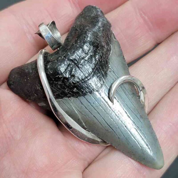 .925 Sterling Silver Hook Wrapped Megalodon Shark Tooth Necklace/Pendant - #18 - Image 2
