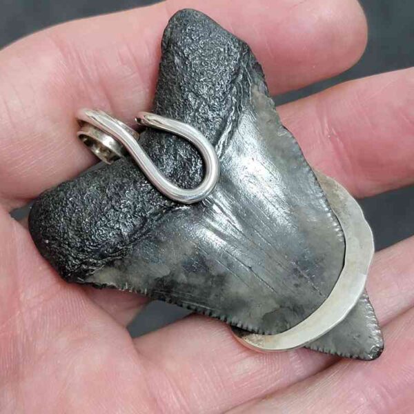 .925 Sterling Silver Hook Wrapped Megalodon Shark Tooth Necklace/Pendant - #23 - Image 3