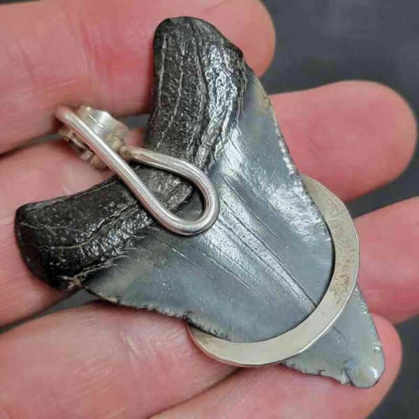 .925 Sterling Silver Hook Wrapped Megalodon Shark Tooth Necklace/Pendant - #3 - Image 3