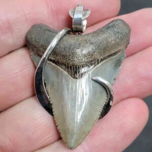 .925 Sterling Silver Hook Wrapped Megalodon Shark Tooth Necklace/Pendant - #4