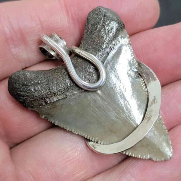 .925 Sterling Silver Hook Wrapped Megalodon Shark Tooth Necklace/Pendant - #4 - Image 3